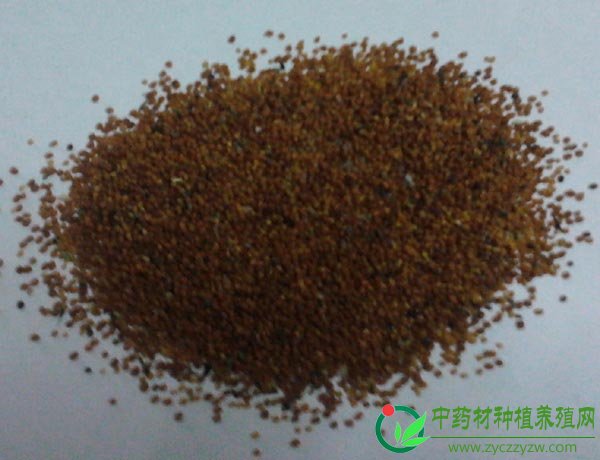 穿心莲种子