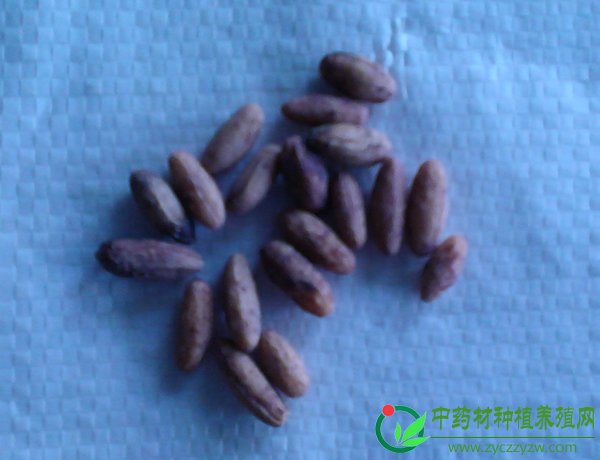 山茱萸
