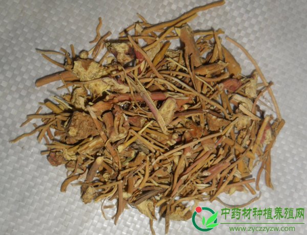 龙胆草