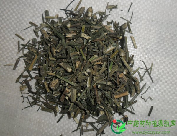 穿心莲