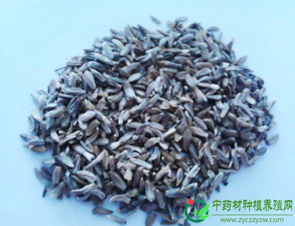 改良白术种子