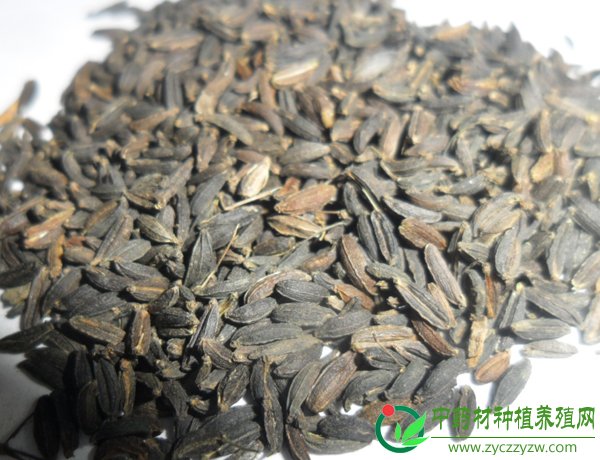 南沙参