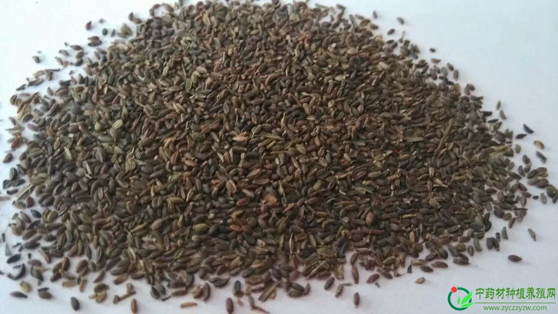 黄柴胡种子