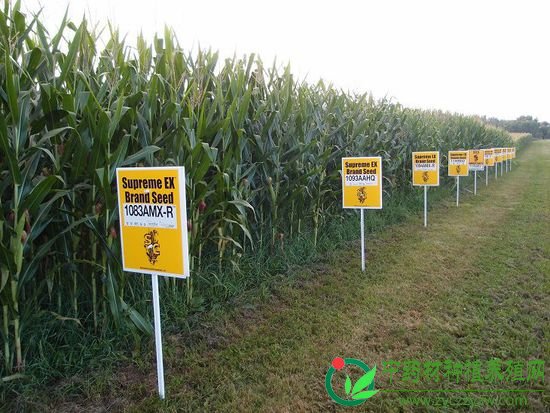 Hybrid_corn_Yellow_Springs,_Ohio - 副本.jpg