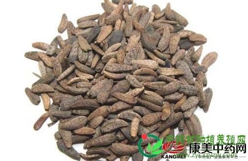 牛蒡子价格不断走低，仍有商机存在？