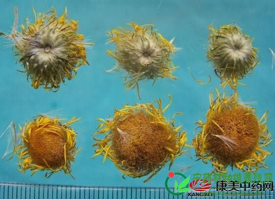 旋覆花再创历史高价