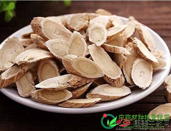 96岁老中医坚持喝两味药，鹤发童颜，少生病!