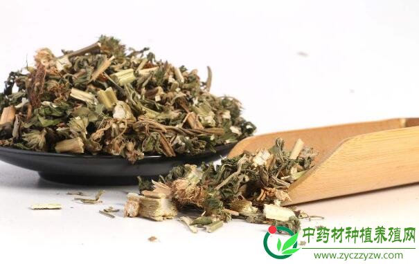 推荐4种比较经济型的林下药材种植，促进双丰收