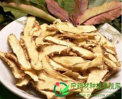 推荐4种比较经济型的林下药材种植，促进双丰收