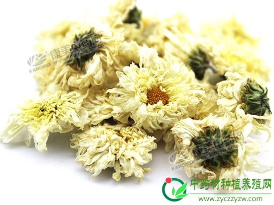 亳州药市：8月花茶类品种概述