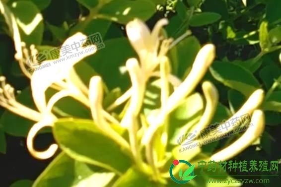 2019年，金银花价格在产新前保持坚挺