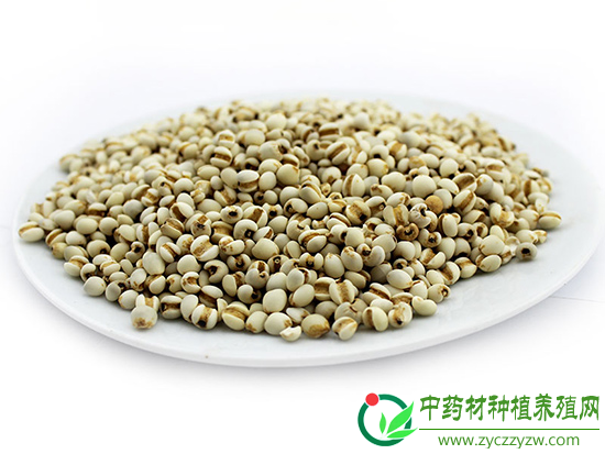 薏苡仁价格上涨之谜