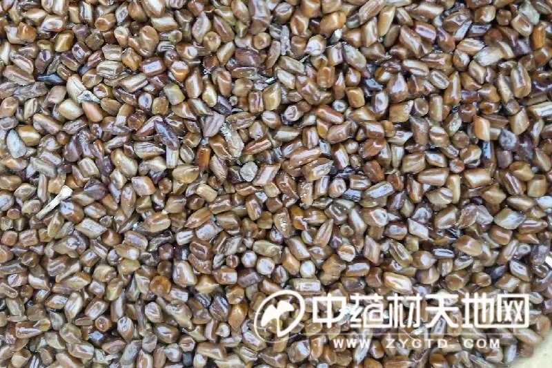 进口货源量大持续拖累着决明子的行情