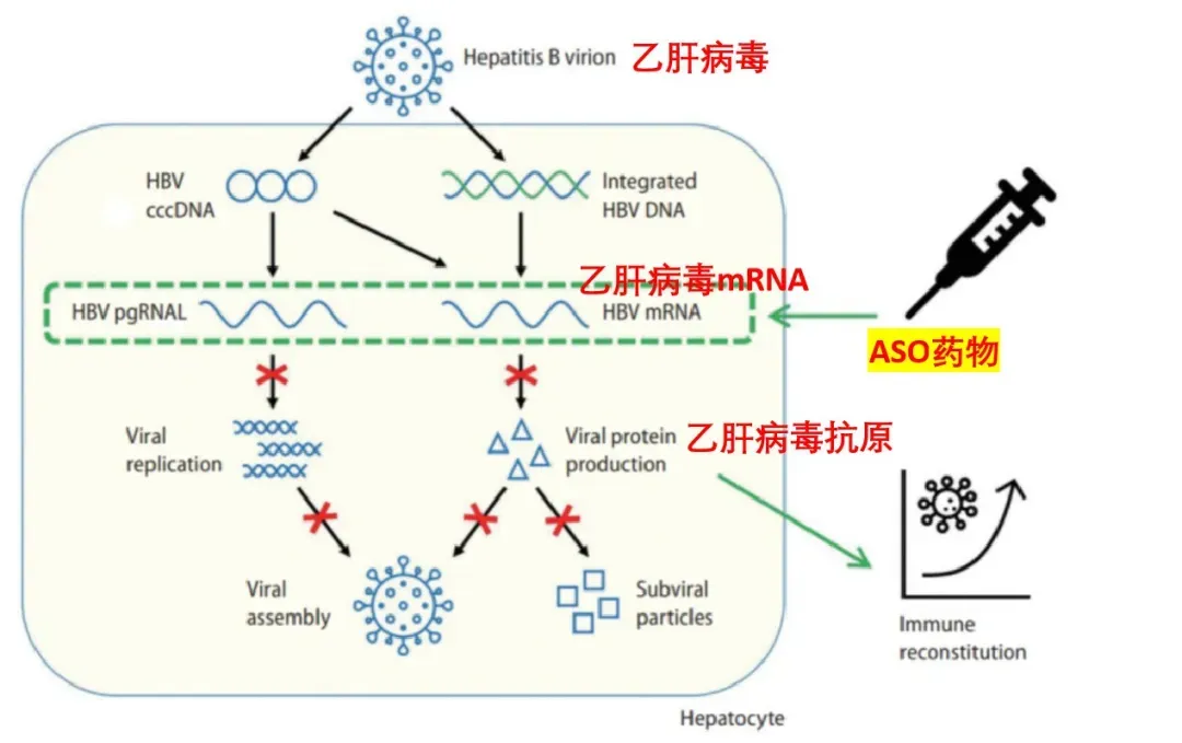 科学家首次研制出治疗慢性乙肝的疫苗