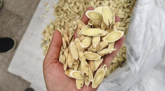 黄芪价格到了低点，后市能否有转机？