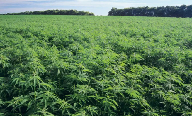 当心！种植这些中药材也可能涉及到违法