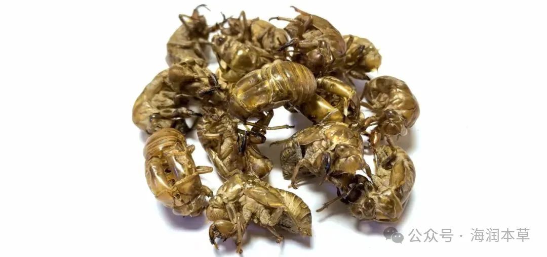 蝉蜕产新基本结束，后市行情恐难上涨