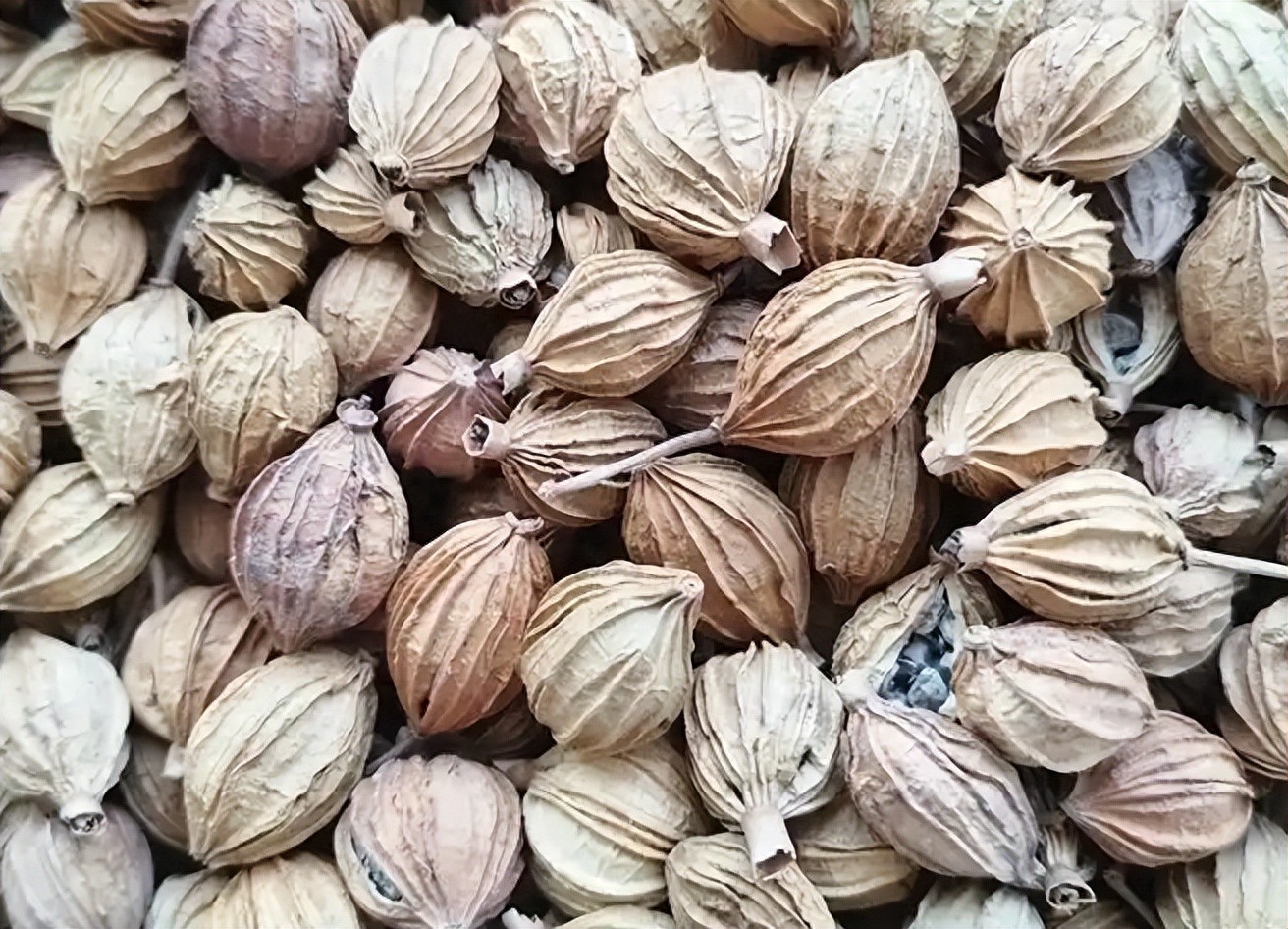 看涨！这2种中药材，长期稳涨有支撑