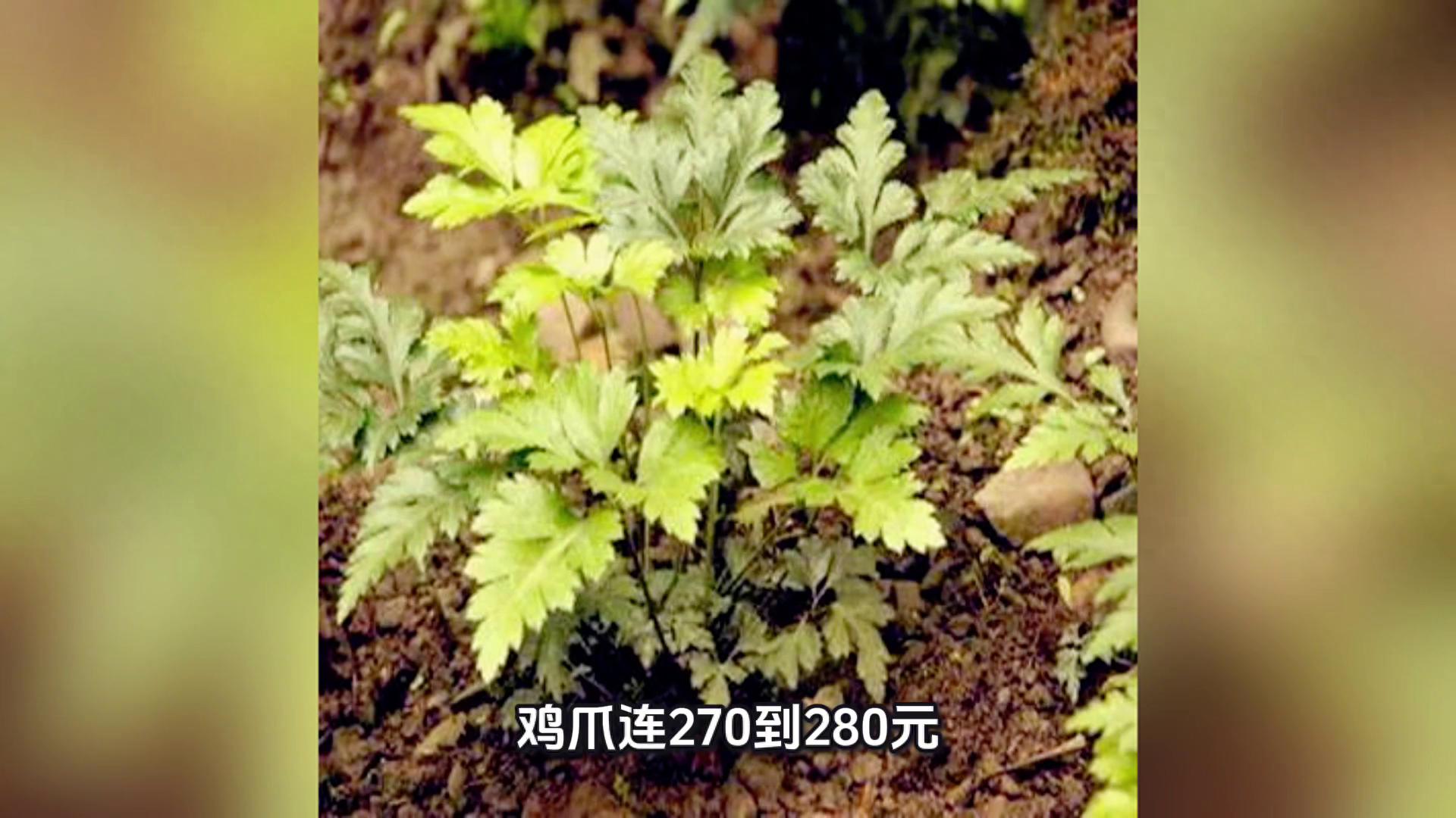 中药材行情快讯(10.2)
