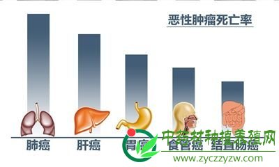 恶性肿瘤死亡率