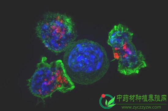 癌症的免疫疗法：日益精进的新疗法